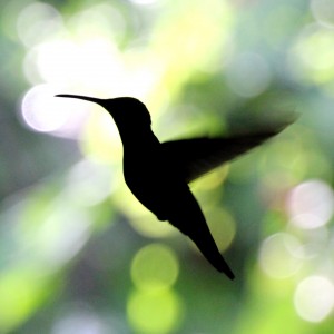 Google Hummingbird Update
